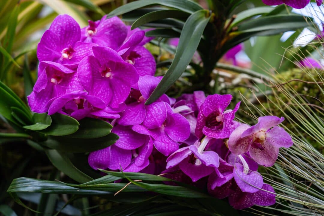 Miami Airport Handles Record Flower Imports for Mother's Day via Avianca Cargo