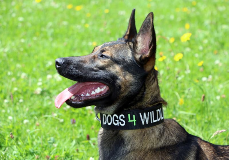 Emirates SkyCargo Transports Conservation Dogs to Combat Poaching in Southern Africa