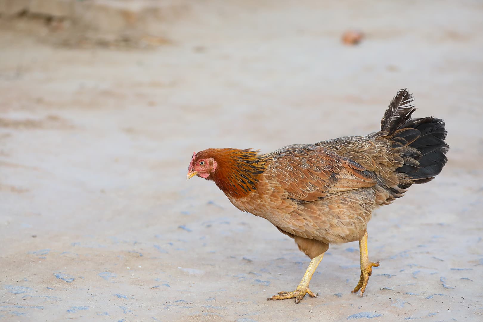 West Asia Instability Impacts India's Perishable Poultry Exports