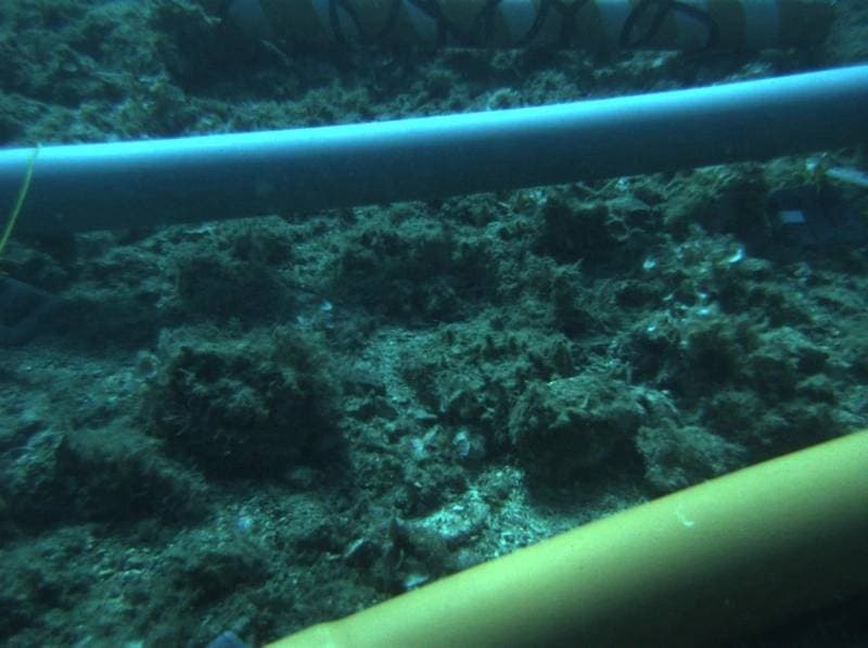 Early Subsea Pipeline Design Choices Crucial for Long-Term Integrity, Says Lloyd's Register