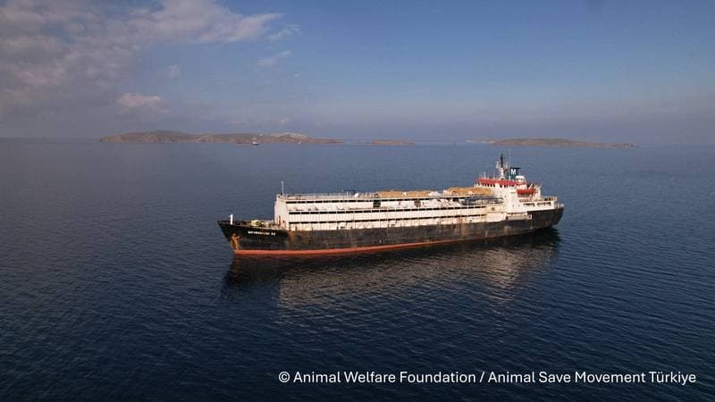 Hearing Adjourned for Livestock Carrier Spiridon II Civil Proceedings