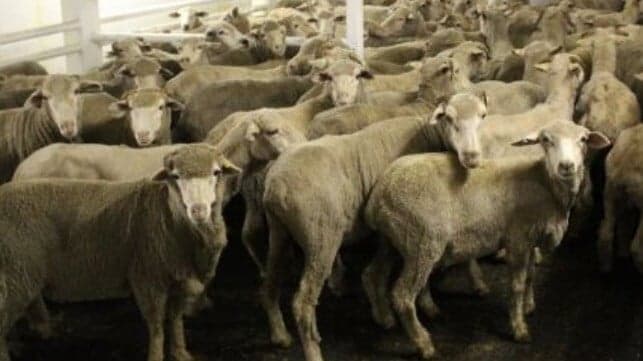 Activists Renew Calls for Live Export Ban Following Iranian Attack