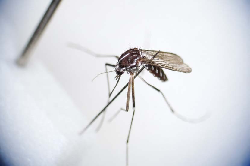 Asian Tiger Mosquitoes Enter Netherlands via International Transport, Survive Winter