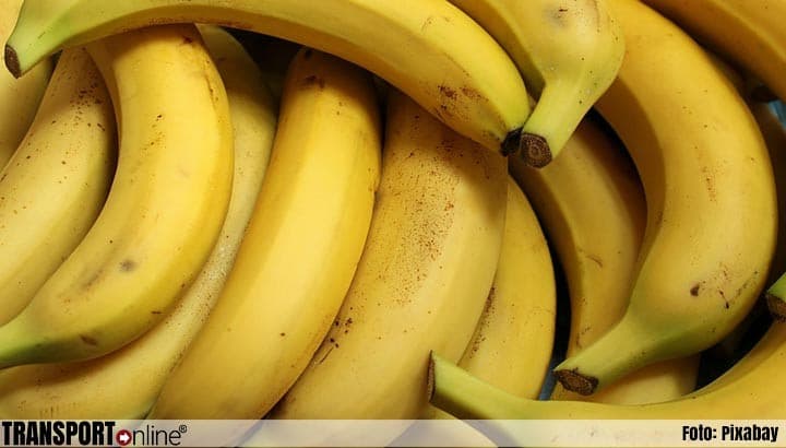 Man Arrested in Moerdijk for Cocaine Smuggling via Banana Shipments