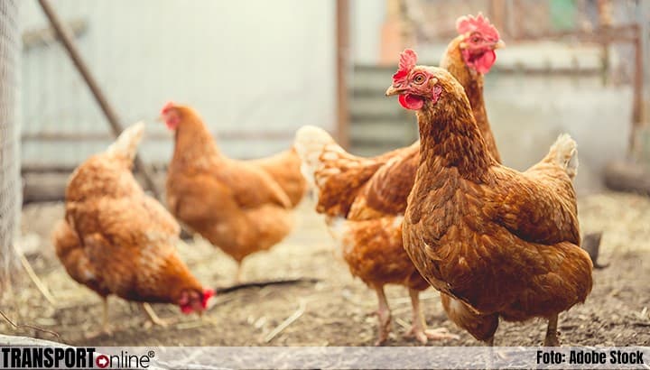 Brabant Considers Revoking Poultry Farm Permits Over Nitrogen Emissions