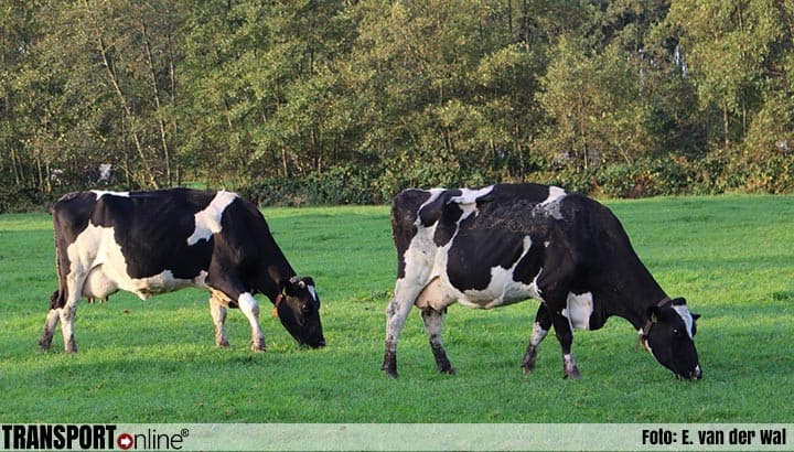 Dutch Agricultural Organization Rejects Mandatory Livestock Reduction for Nitrogen Goals
