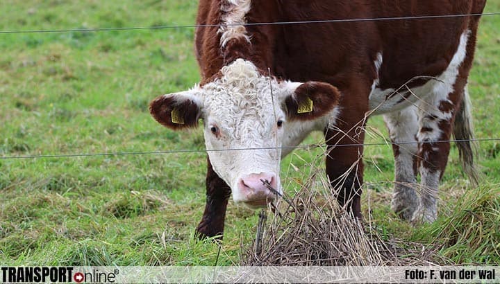 Dutch Agricultural Nitrogen Emissions Decline, Meet New Ceiling