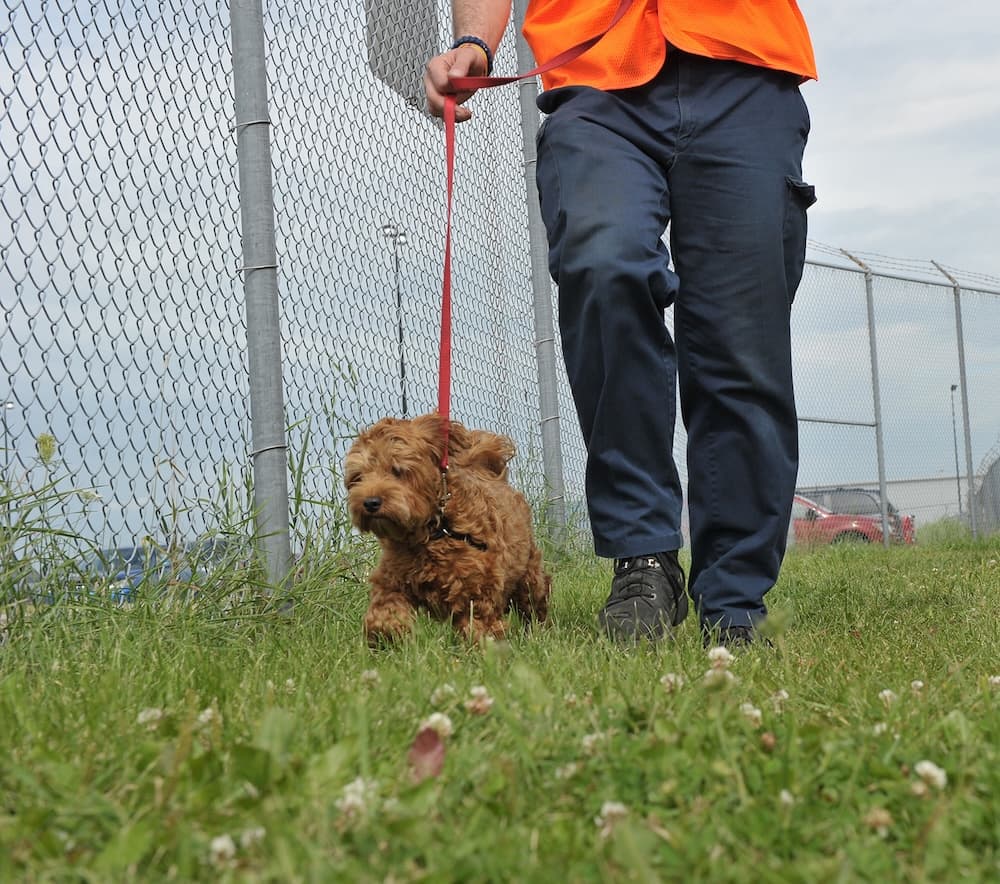 USDA Outlines Key Air Cargo Regulations for Pet Transportation into the US