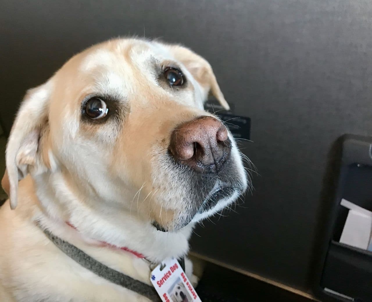 IATA Issues New Guidelines Differentiating Service Dogs from Pets for Air Travel