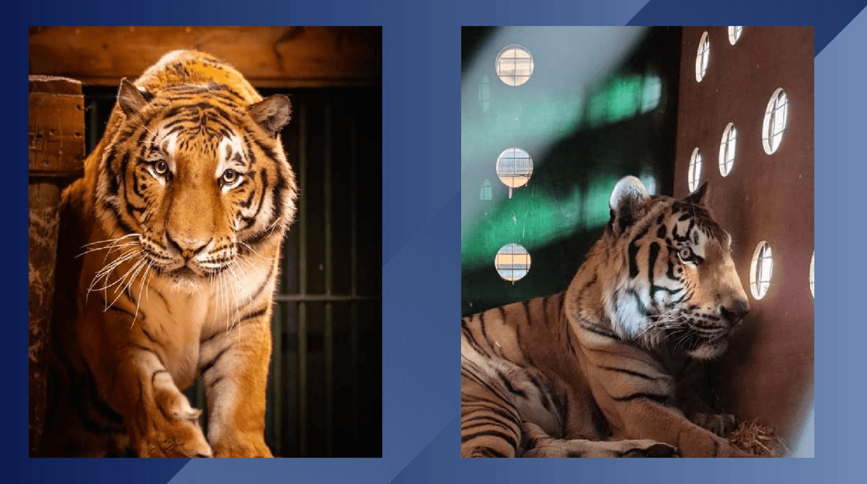 Lufthansa Cargo Transports Rescued Tiger from Ukraine to South African Sanctuary