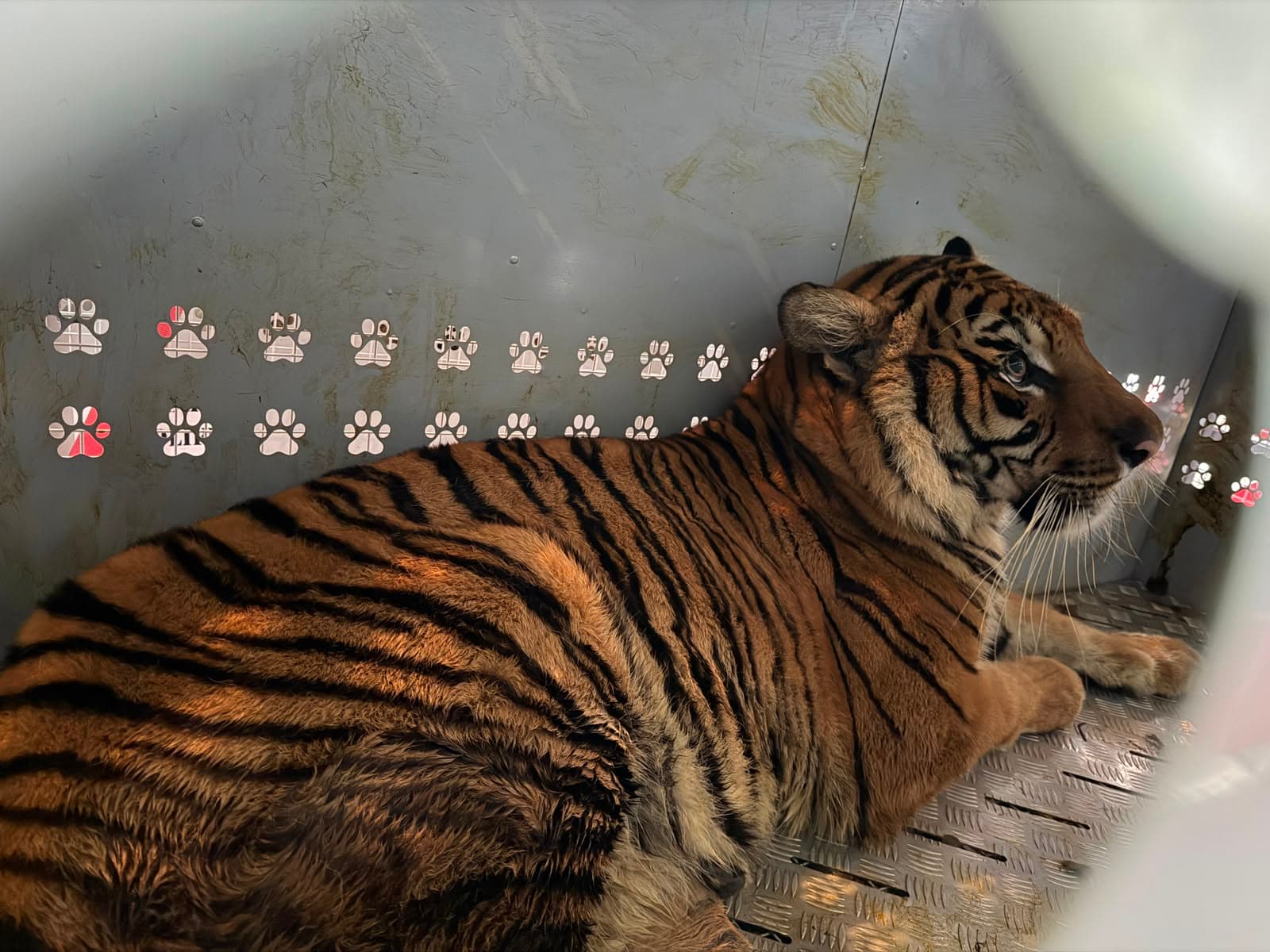 LATAM Cargo Transports 15 Rescued Big Cats from Argentina to US Sanctuary