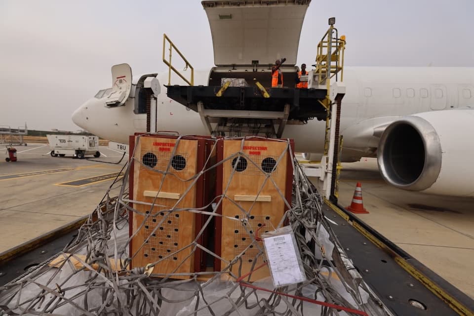 TAAG Angola Airlines Appoints AVIAREPS as European General Sales Agent