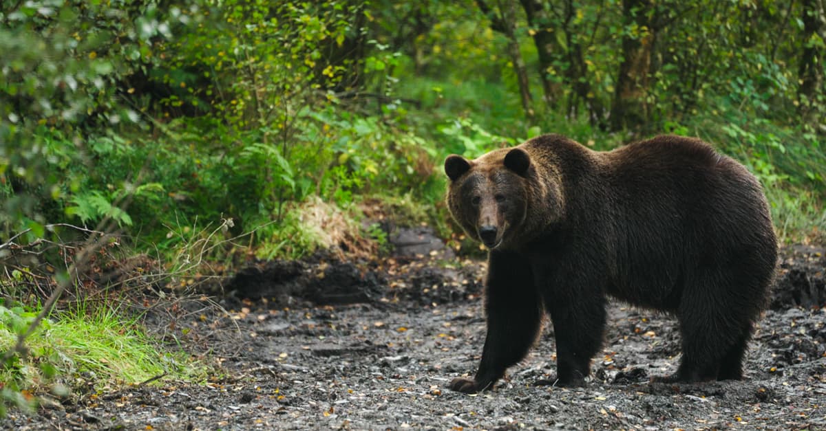 Etihad Cargo Facilitates Five-Year Bear Rescue Operation from Russia to Ireland