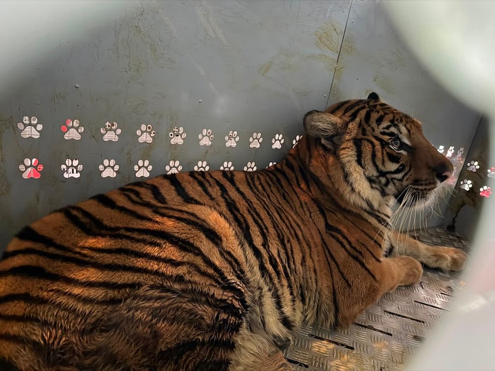 LATAM Cargo Orchestrates Complex Big Cat Relocation via Air Freight