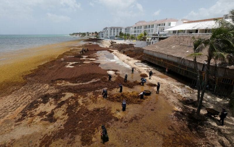 Caribbean Nations Combat Sargassum Influx with Innovative Solutions