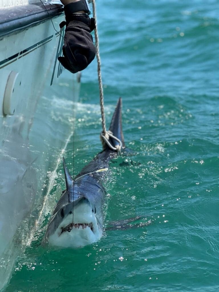 Scientists Utilize Sharks to Enhance Hurricane Forecasting Accuracy