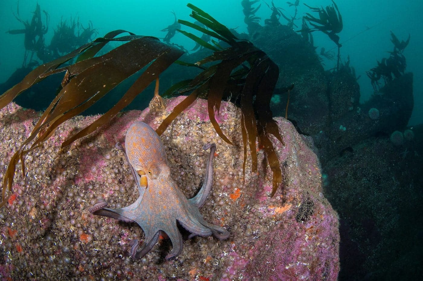 Europe's Marine Heatwaves Threaten Fisheries and Maritime Ecosystems