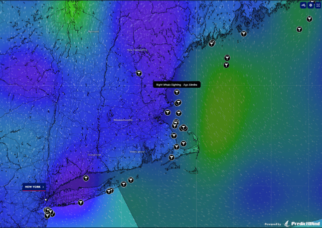 PredictWind Introduces Whale and Orca Tracking for Vessel Navigation