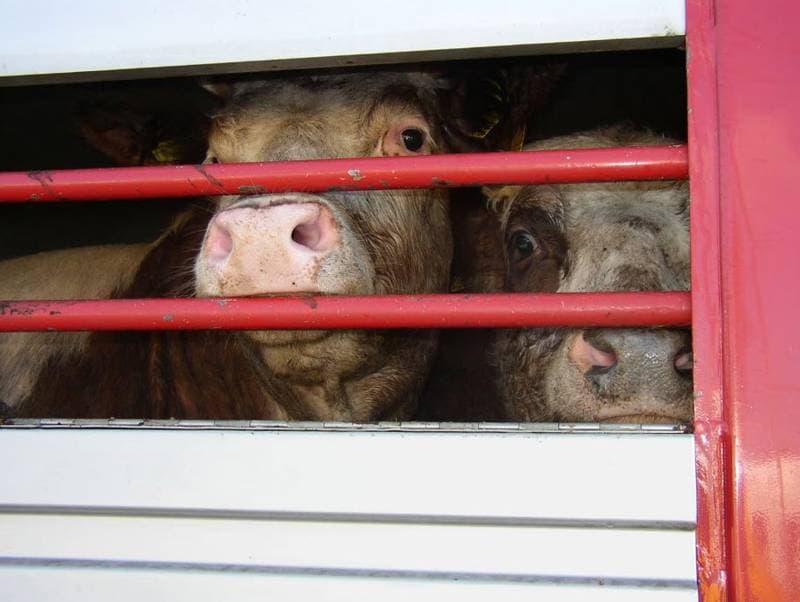 Charities and Public Figures Advocate for Global Ban on Live Animal Exports