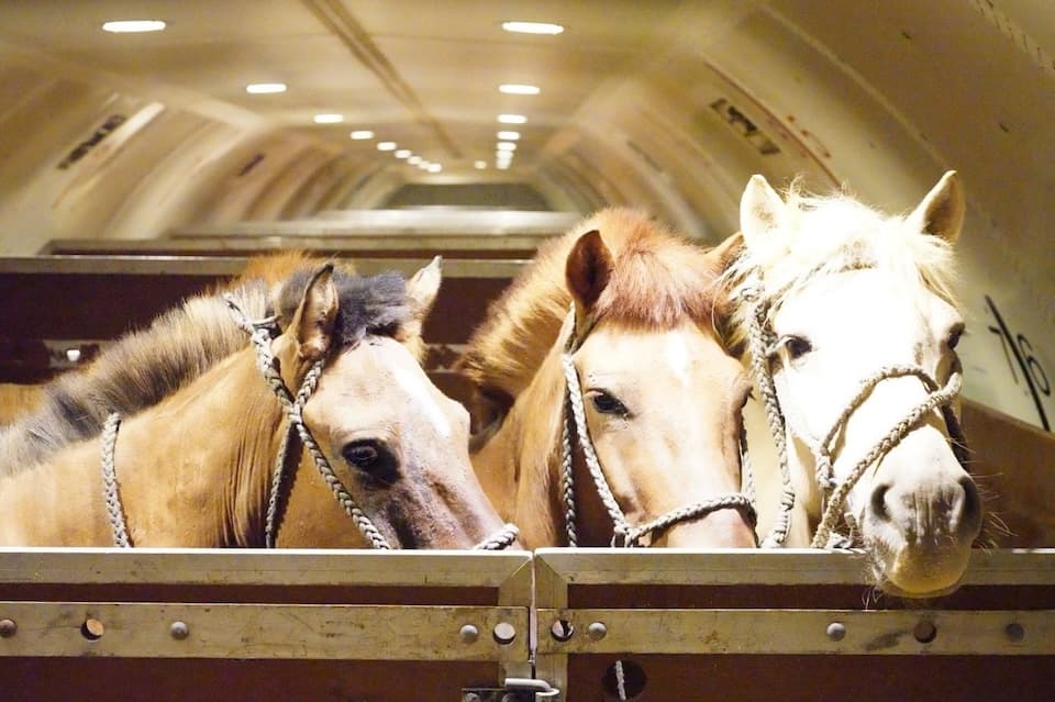 Chapman Freeborn Orchestrates Large-Scale Horse Air Transport Between Mongolia and Vietnam