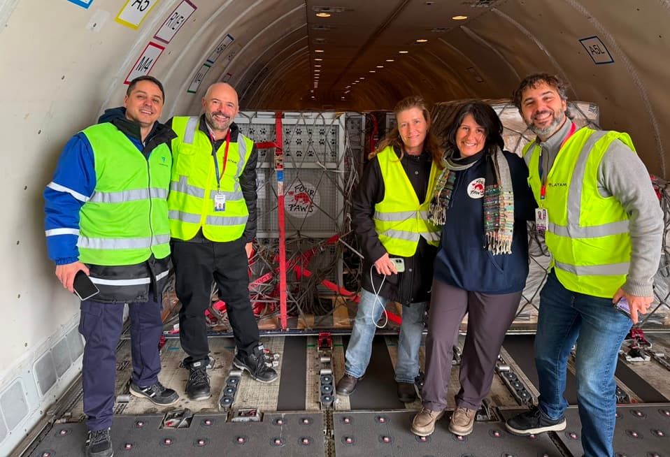 LATAM Cargo Transports Lions and Tigers on Charter Flight to US Sanctuary