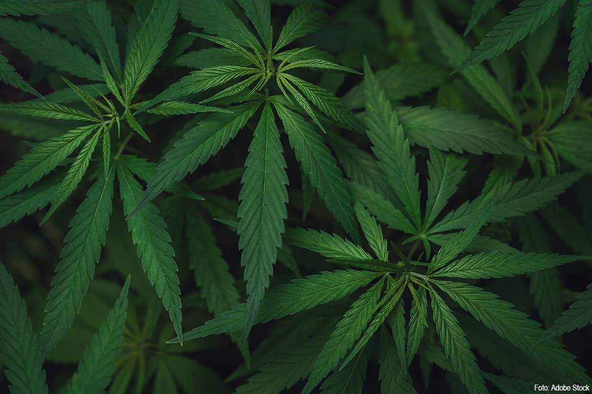 Suspect Released After Transporting Low-THC Cannabis in Roermond Case