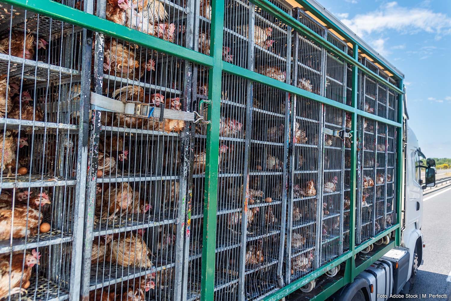 Chicken Mortality During Transport to Slaughterhouses Remains High in Netherlands