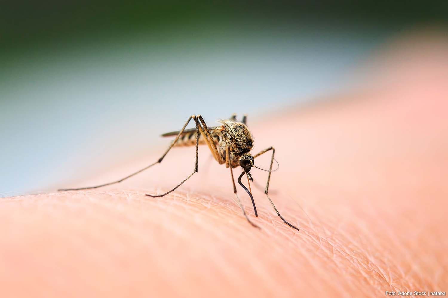 Fifth West Nile Virus Fatality in Netherlands Amid Rising Infections