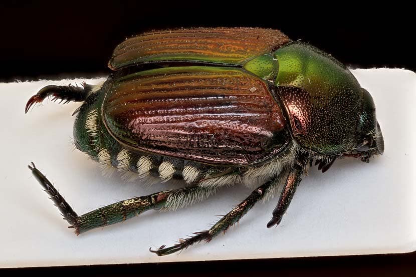 Dutch Authorities Warn Truckers About Invasive Japanese Beetle Hitchhiking on Cargo