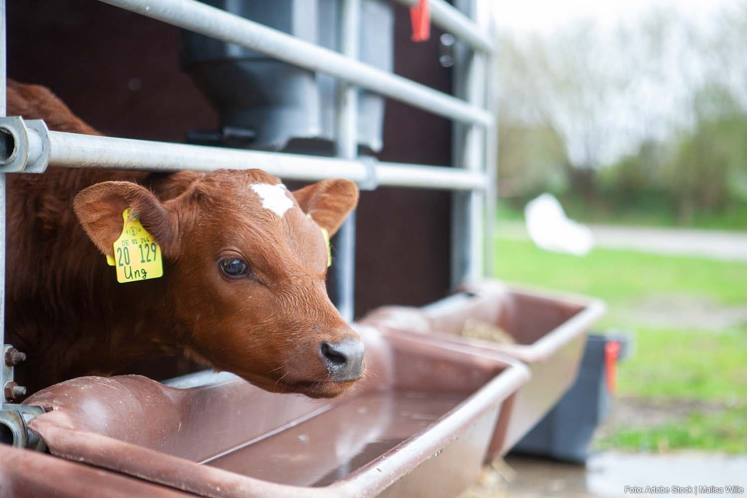Dutch Regulator Fines Irish Livestock Haulers for Calf Welfare Violations