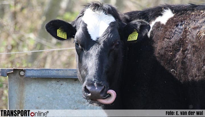 Dutch Ministry Extends Subsidy Program for Reducing Dairy Cow Numbers