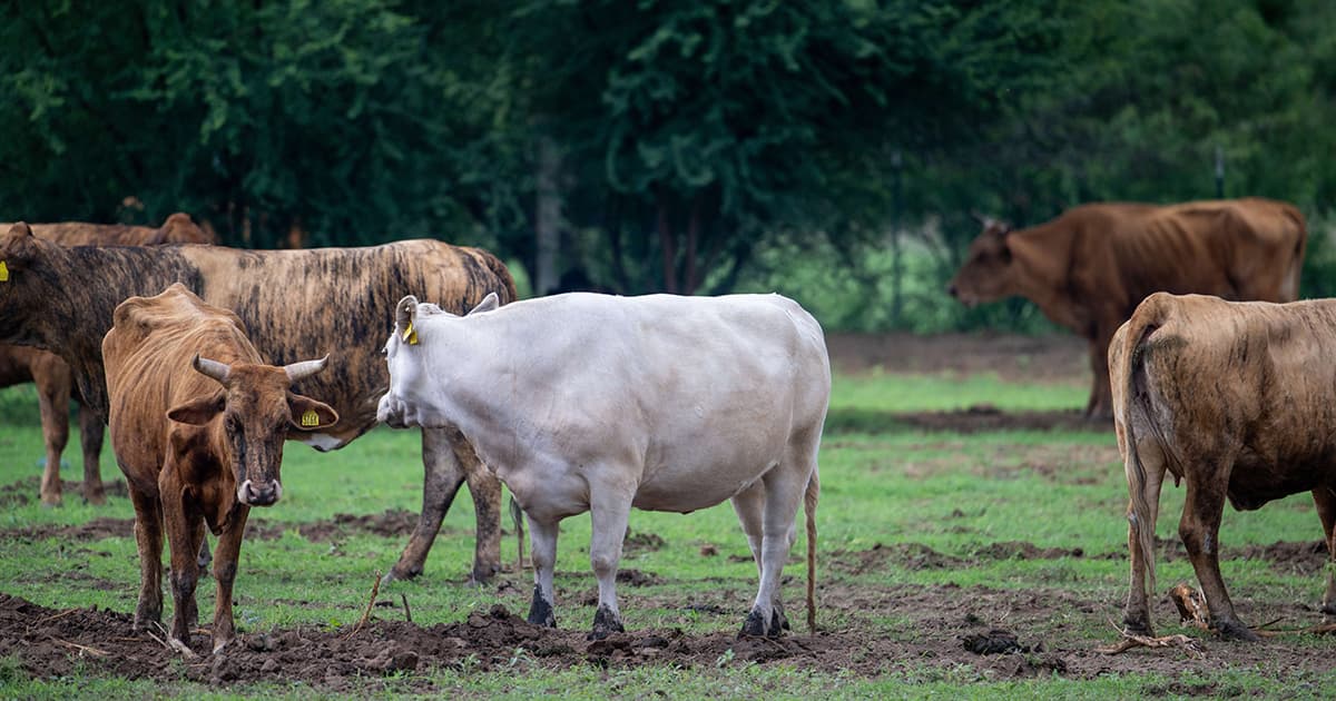 US to Lift Screwworm Import Ban on Mexican Cattle, Phased Reopening Begins