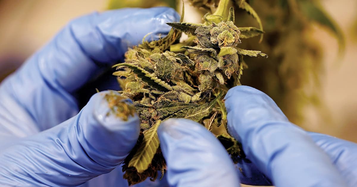 Trucking Coalition Urges Federal Marijuana Testing Framework Ahead of DEA Rescheduling