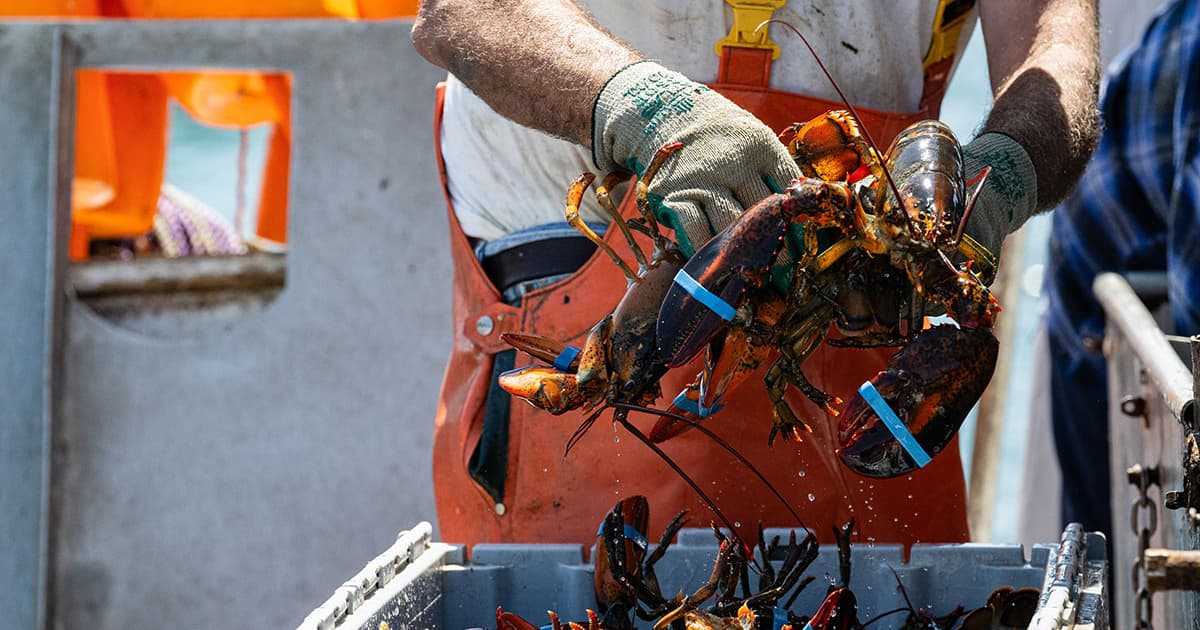 Canada Lifts Tariffs on US Fish and Seafood Imports, Benefiting Maine and Alaska